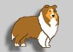 Sheltie