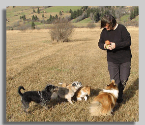 Vier doggies